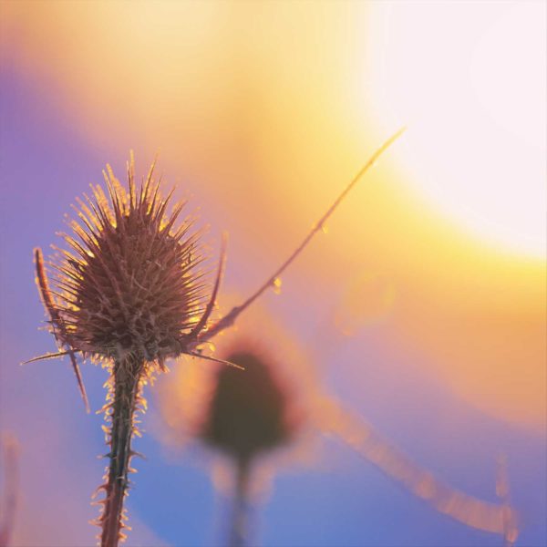 Teasel